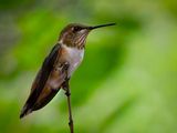 Female Rufous Hummingbird