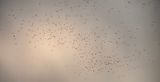 Brazilian Short Tailed Bat - Fly Out Carlsbad