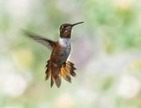 Broadtail Hummer