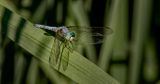 Blue Eyed Darner
