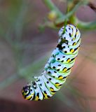 Swallowtail Butterfly Caterpillar