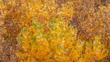 The Autumn Blend
