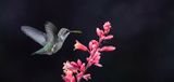 Female Black Chinned Hummingbird and Yucca Blossom