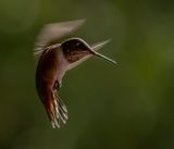 Female Rufous Hummingbird 