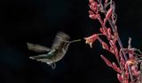 Female Black Chinned Hummingbird and Yucca Blossom