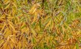 Autumn in the Willows