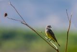 Yellow Flycatcher