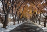 First Snowfall on Corrales Promenade