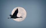 Sandhill Crane with Full Beaver Moon