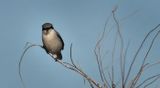 Northern Shrike