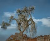 Witching Cottonwood
