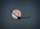 Morning Moon Flight