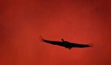 Early Morning Flier