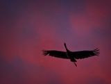 Crimson Flight