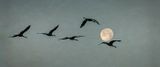 Sandhill Cranes and Januarys Full Wolf Moon