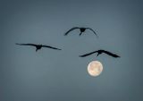 Sandhill Cranes and Januarys Wolf Moon