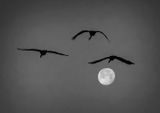 Three Cranes and January Wolf Moon