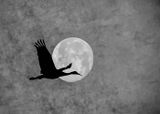 Good Morning Moon