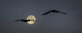 The Swan Song