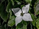 Dogwood Blossom