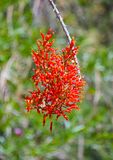 Ocatillo Blossom
