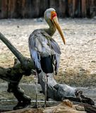 Stork