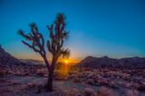 Joshua Tree Sunset