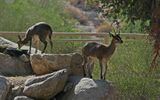 Klipspringers