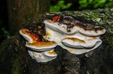 Ganoderma Resinaceum (Lacquered Bracket)