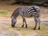Zebra - Wild Animal Kingdom