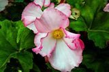 Begonia