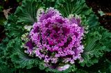 Purple Flowering Cabbage