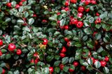 Cotoneaster