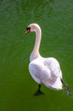 Mute Swan