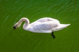 Mute Swan