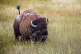 Bison