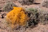 Sage Brush
