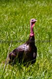 Wild Turkey