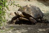 Desert Tortoise