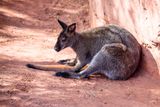 Bennets Wallaby