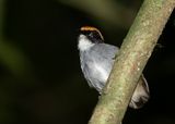 BLACK-CHEECKED GNATEATER - Conopophaga melanops - ZWARTWANGMUGGENETER