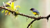 VIOLACEOUS EUPHONIA - Euphonia violacea - VIOLETTE ORGANIST