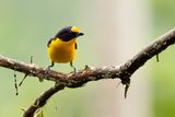 VIOLACEOUS EUPHONIA - Euphonia violacea - VIOLETTE ORGANIST