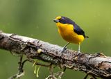 VIOLACEOUS EUPHONIA - Euphonia violacea - VIOLETTE ORGANIST