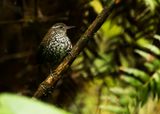 SHARP-TAILED STREAMCREEPER - Lochmias nematura - BEEKSTEKELSTAART