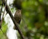BROWN-BREASTED BAMBOO-TIRANT - Hemitriccus obsoletus - BRUINBORSTTODIETIRAN