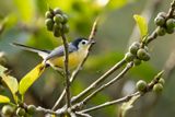 CREAMY-BELLIED GNATCATCHER - Polioptila lactea - CREMEBUIKMUGGENVANGER