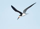 BLACK SKIMMER - Rynchops niger - AMERIKAANSE SCHAARBEK