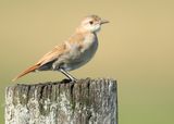 RUFOUS HORNERO - Furnarius rufus - ROSSE OVENVOGEL
