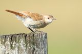 RUFOUS HORNERO - Furnarius rufus - ROSSE OVENVOGEL